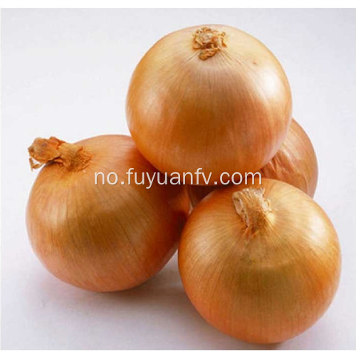 Hot Selling i Market Yellow Onion